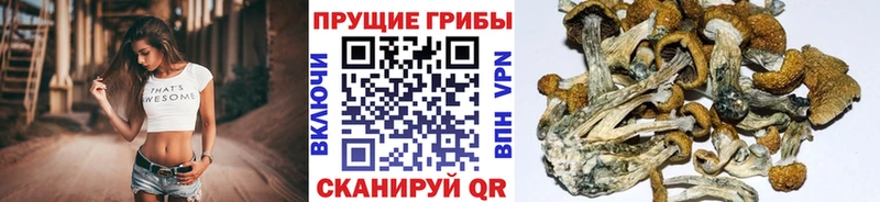 Псилоцибиновые грибы MAGIC MUSHROOMS  дарнет шоп  MEGA рабочий сайт  Приозерск 